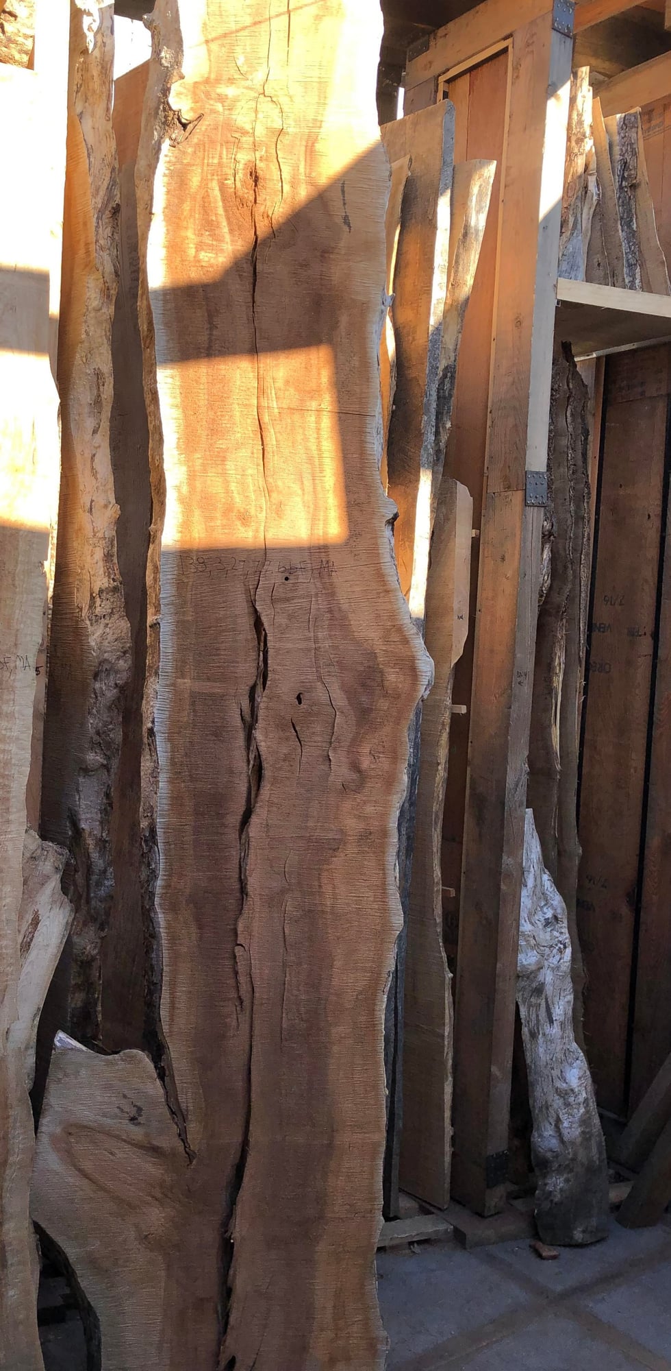 Big Leaf Maple